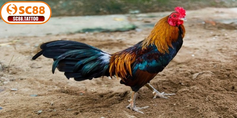 Cách chọn gà đá qua xem tướng tổng quát