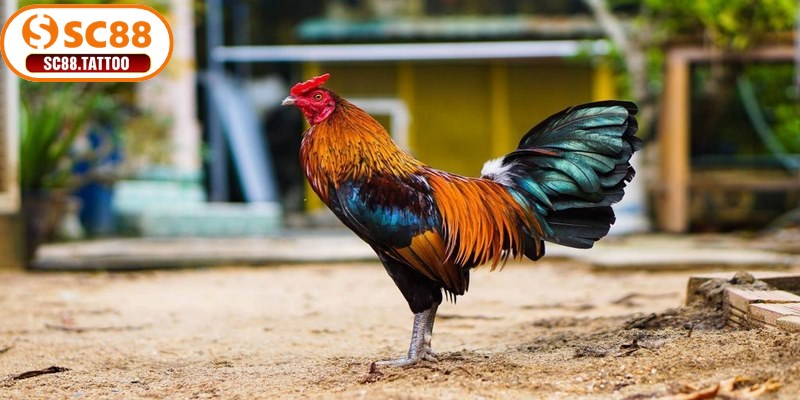 Cách chọn gà đá SC88 thông qua chân và vảy