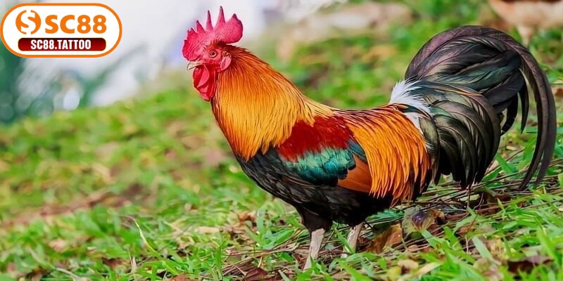 Ẩn tướng và bí tướng chi tiết ít người biết trong cách chọn gà đá