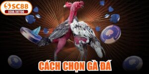 Cách Chọn Gà Đá