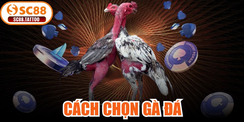 Cách Chọn Gà Đá