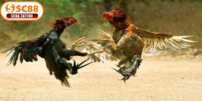 Kinh nghiệm đá gà online giúp kê thủ nâng cao tỷ lệ thắng