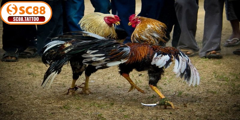 Kinh nghiệm đá gà online SC88 nằm ở kỹ năng cược, hiểu rõ từng hình thức thi