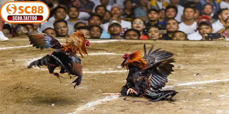 Kinh nghiệm đá gà online bất bại bởi cao thủ