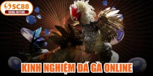 Kinh Nghiệm Đá Gà Online