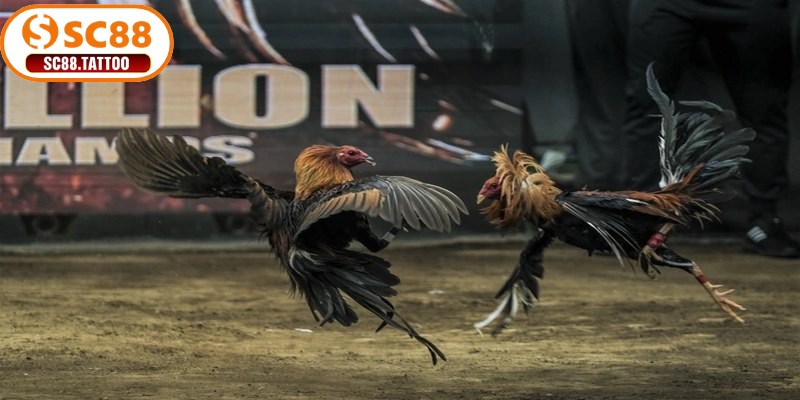 Trực tiếp đá gà Thomo là hình thức cá cược mang đến trải nghiệm giải trí đặc sắc