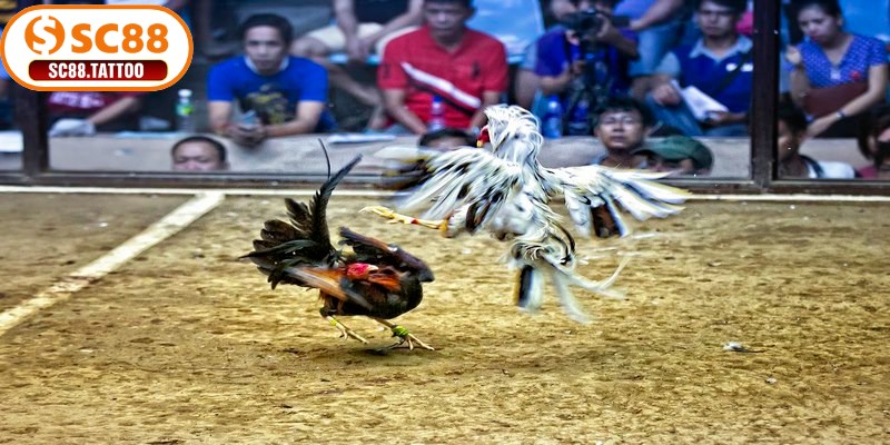 Luật chơi trực tiếp đá gà Thomo quy tắc quan trọng cần nắm