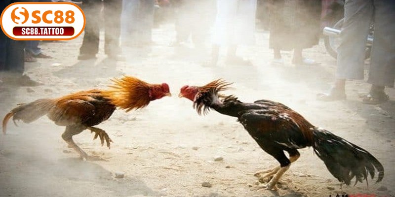 Phân định thắng thua tại trực tiếp đá gà Thomo