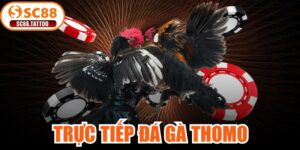 Trực Tiếp Đá Gà Thomo